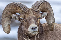 Bighorn Sheep (Ovis canadensis) ram feeding on grass, Shoshone Canyon, Wyoming