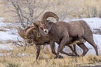 Bighorn Sheep (Ovis canadensis) rams chasing each other during fall rut, Shoshone Canyon, Wyoming