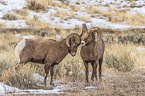 Bighorn Sheep (Ovis canadensis) ram displaying dominance, Shoshone Canyon, Wyoming