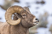 Bighorn Sheep (Ovis canadensis) ram flehming, Shoshone Canyon, Wyoming