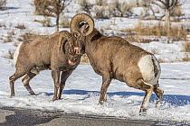 Bighorn Sheep (Ovis canadensis) rams fighting, Shoshone Canyon, Wyoming