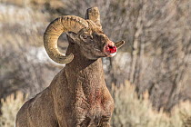 Bighorn Sheep (Ovis canadensis) ram with bloody nose from fighting, Shoshone Canyon, Wyoming
