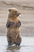 Grizzly Bear (Ursus arctos horribilis) cub playing with shell, Lake Clark National Park and Preserve, Alaska
