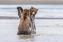 Grizzly Bear (Ursus arctos horribilis) pair play-fighting, Lake Clark National Park and Preserve, Alaska