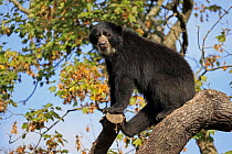 Spectacled Bear (Tremarctos ornatus), native to South America
