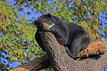 Spectacled Bear (Tremarctos ornatus) sleeping, native to South America