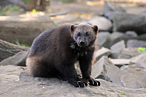 Wolverine (Gulo gulo), native to northern hemisphere