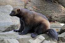 Wolverine (Gulo gulo), native to northern hemisphere