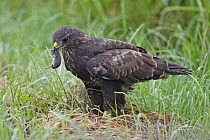 Common Buzzard (Buteo buteo) with mouse prey, Duemmer Lake, Germany