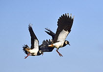 Lapwing (Vanellus vanellus) pair flying, Duemmer Lake, Germany