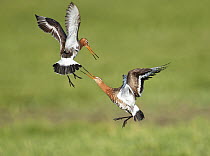 Black-tailed Godwit (Limosa limosa) pair fighting, Duemmer Lake, Germany