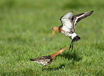 Black-tailed Godwit (Limosa limosa) pair fighting, Duemmer Lake, Germany