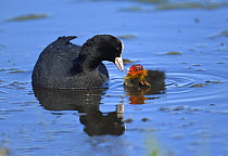 Coot (Fulica atra) parent feeding chick, Duemmer Lake, Germany