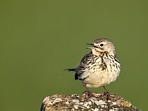 Meadow Pipit (Anthus pratensis) calling, Duemmer Lake, Germany