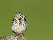 Meadow Pipit (Anthus pratensis) calling, Duemmer Lake, Germany