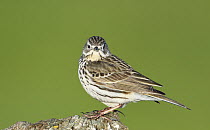 Meadow Pipit (Anthus pratensis), Duemmer Lake, Germany
