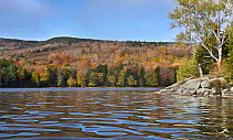 Deciduous forest and pond in autumn, Bald Mountain Pond, Maine