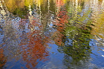Deciduous forest reflected in pond in autumn, Lefferts Pond, Vermont