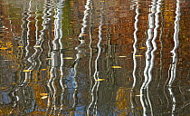 Birch (Betula sp) trees reflected in pond in autumn, New York