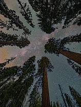 Giant Sequoia (Sequoiadendron giganteum) trees at night, Mariposa Grove, Yosemite National Park, California
