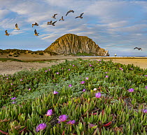 California Gull (Larus californicus) flock flying and flowering Ice Plant (Carpobrotus edulis), Morro Rock, Morro Bay, California