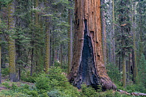 Giant Sequoia (Sequoiadendron giganteum) tree, California