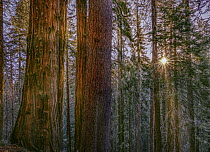 Giant Sequoia (Sequoiadendron giganteum) forest at sunrise, Merced Grove, Yosemite National Park, California