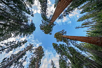 Giant Sequoia (Sequoiadendron giganteum) trees, Mariposa Grove, Yosemite National Park, California