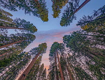 Giant Sequoia (Sequoiadendron giganteum) trees, Sequoia National Park, California
