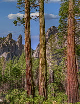 Giant Sequoia (Sequoiadendron giganteum) trees, Cathedral Peaks, Yosemite Valley, Yosemite National Park, California