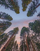 Giant Sequoia (Sequoiadendron giganteum) trees, Sequoia National Park, California
