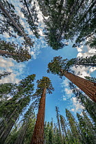 Giant Sequoia (Sequoiadendron giganteum) trees, Merced Grove, Yosemite National Park, California
