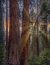 Giant Sequoia (Sequoiadendron giganteum) forest at sunrise, Merced Grove, Yosemite National Park, California