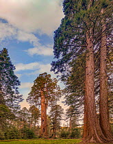 Giant Sequoia (Sequoiadendron giganteum) trees, Big Trees Trail, Sequoia National Park, California