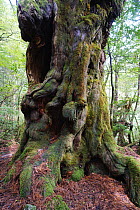 Cedar (Cedrus sp) tree, 1800 years old, Yakushima Island, Kagoshima, Japan
