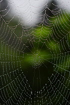 Spider web with rain drops, Yakushima Island, Kagoshima, Japan
