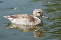 Ringed Teal (Callonetta leucophrys) female, native to South America