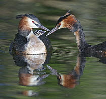 Great Crested Grebe (Podiceps cristatus) parents with chick, Germany
