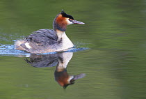 Great Crested Grebe (Podiceps cristatus), Germany