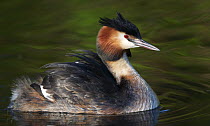 Great Crested Grebe (Podiceps cristatus), Germany