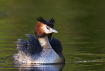 Great Crested Grebe (Podiceps cristatus) displaying, Germany