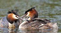 Great Crested Grebe (Podiceps cristatus) parent feeding chick, Germany