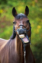 Domestic Horse (Equus caballus) yawning, Netherlands