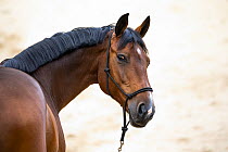 Domestic Horse (Equus caballus), Netherlands