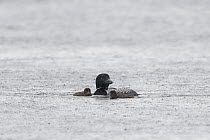 Common Loon (Gavia immer) parent and chicks during rainfall, Cape Breton Island, Canada