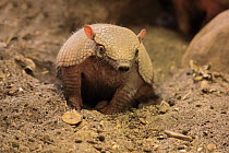 Hairy Armadillo (Chaetophractus villosus), native to South America