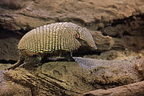 Hairy Armadillo (Chaetophractus villosus), native to South America