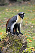 Diana Monkey (Cercopithecus diana), native to Africa