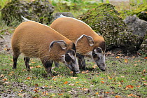 Red River Hog (Potamochoerus porcus) pair grazing, native to Africa