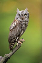 Common Scops-Owl (Otus scops), Bohemian Forest, Czech Republic